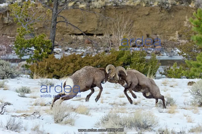 : Rocky Mountain Bighorn Sheep Rams fighting / head : Rocky Mountain Bighorn Sheep Rams fighting / head