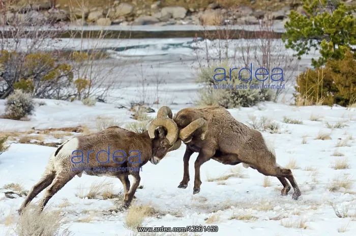  : Rocky Mountain Bighorn Sheep. Rams fighting  /  head