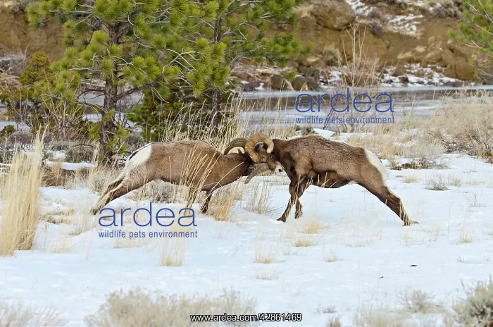 : Rocky Mountain Bighorn Sheep. Rams fighting / head : Rocky Mountain Bighorn Sheep. Rams fighting / head