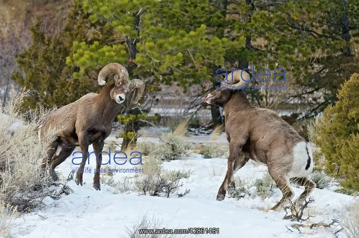 : Rocky Mountain Bighorn Sheep. Rams fighting / head : Rocky Mountain Bighorn Sheep. Rams fighting / head