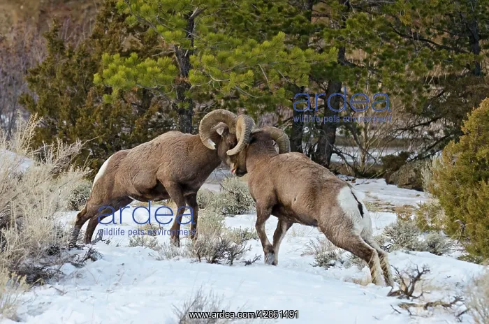 : Rocky Mountain Bighorn Sheep. Rams fighting / head : Rocky Mountain Bighorn Sheep. Rams fighting / head