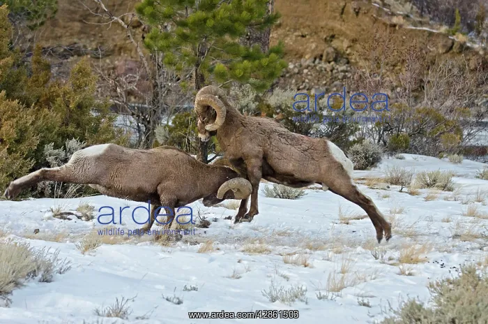 : Rocky Mountain Bighorn Sheep. Rams fighting / head : Rocky Mountain Bighorn Sheep. Rams fighting / head