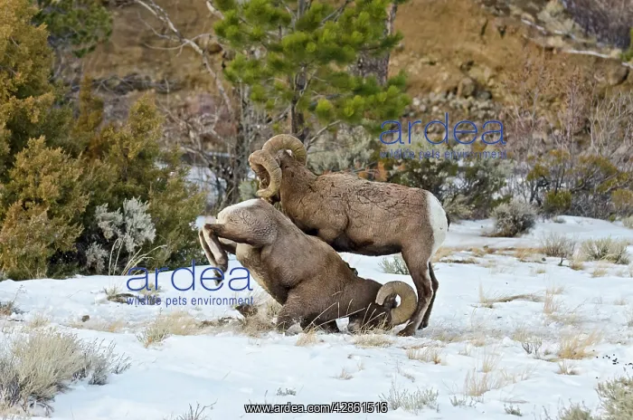 : Rocky Mountain Bighorn Sheep. Rams fighting / head : Rocky Mountain Bighorn Sheep. Rams fighting / head