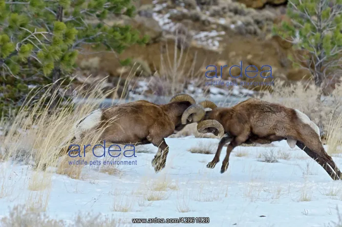 : Rocky Mountain Bighorn Sheep. Rams fighting / head : Rocky Mountain Bighorn Sheep. Rams fighting / head