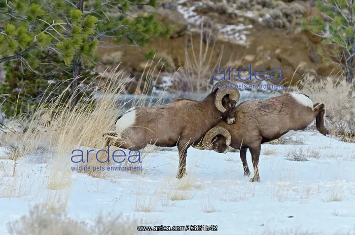 : Rocky Mountain Bighorn Sheep. Rams fighting / head : Rocky Mountain Bighorn Sheep. Rams fighting / head
