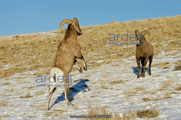 : Rocky Mountain Bighorn Sheep. Rams fighting / head : Rocky Mountain Bighorn Sheep. Rams fighting / head