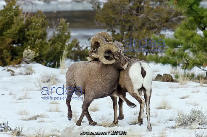: Rocky Mountain Bighorn Sheep. Rams shoving and : Rocky Mountain Bighorn Sheep. Rams shoving and