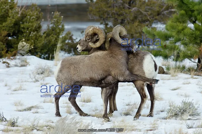 : Rocky Mountain Bighorn Sheep. Rams shoving and : Rocky Mountain Bighorn Sheep. Rams shoving and
