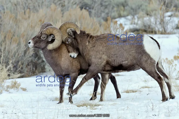 : Rocky Mountain Bighorn Sheep. Rams shoving and : Rocky Mountain Bighorn Sheep. Rams shoving and