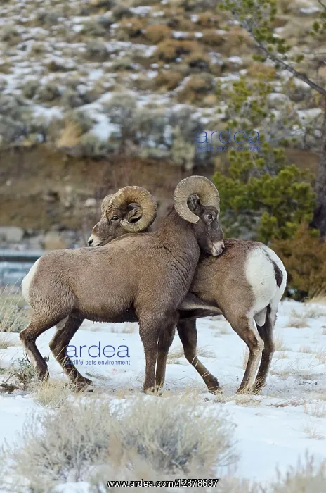 : Rocky Mountain Bighorn Sheep. Rams shoving and : Rocky Mountain Bighorn Sheep. Rams shoving and