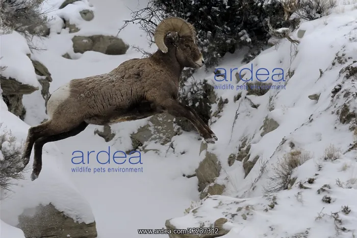 : Rocky Mountain Bighorn Sheep - Rocky Mountain Bighorn : Rocky Mountain Bighorn Sheep - Rocky Mountain Bighorn