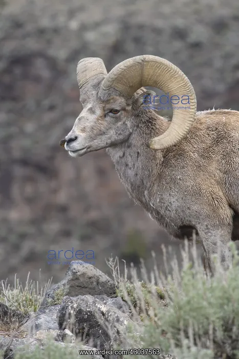 : Rocky Mountain Bighorn Sheep in sage close up - : Rocky Mountain Bighorn Sheep in sage close up -