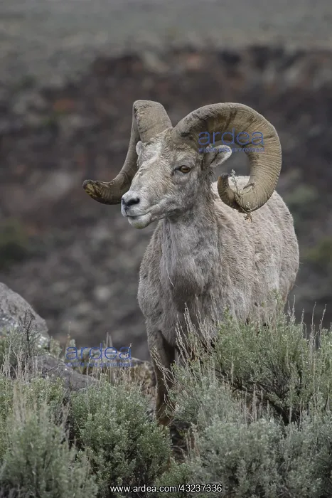 : Rocky Mountain Bighorn Sheep in sage close up - : Rocky Mountain Bighorn Sheep in sage close up -