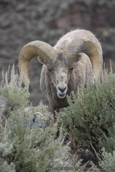 : Rocky Mountain Bighorn Sheep in sage close up - : Rocky Mountain Bighorn Sheep in sage close up -