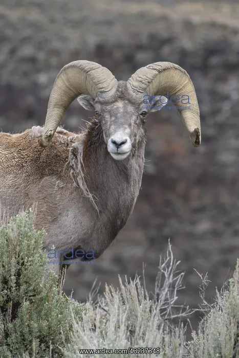 : Rocky Mountain Bighorn Sheep in sage close up - : Rocky Mountain Bighorn Sheep in sage close up -