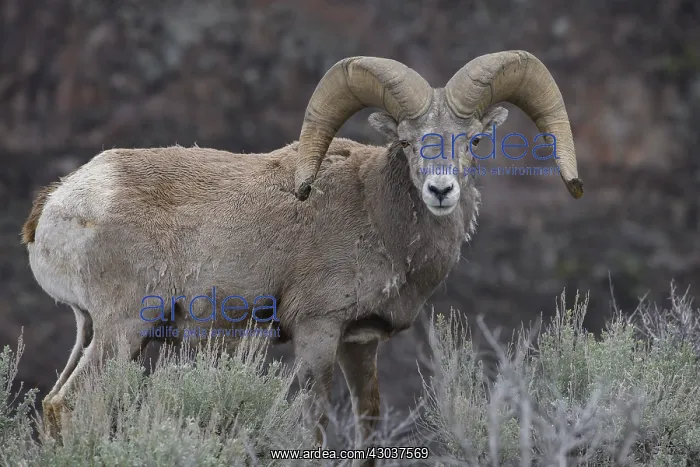 : Rocky Mountain Bighorn Sheep in sage - Rocky Mountain : Rocky Mountain Bighorn Sheep in sage - Rocky Mountain