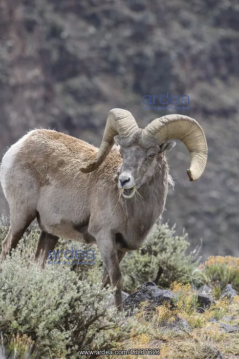 : Rocky Mountain Bighorn Sheep in sage - Rocky Mountain : Rocky Mountain Bighorn Sheep in sage - Rocky Mountain