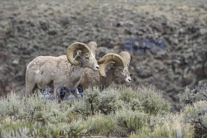 : Rocky Mountain Bighorn Sheep in sage - Rocky Mountain : Rocky Mountain Bighorn Sheep in sage - Rocky Mountain