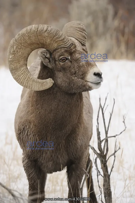 : Rocky Mountain Bighorn Sheep in snow close up - : Rocky Mountain Bighorn Sheep in snow close up -