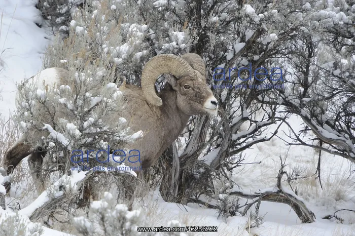 : Rocky Mountain Bighorn Sheep in snow - Rocky Mountain : Rocky Mountain Bighorn Sheep in snow - Rocky Mountain