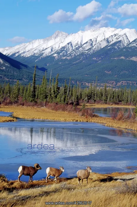 : Rocky Mountain Bighorn SHEEP - X3 by water : Rocky Mountain Bighorn SHEEP - X3 by water