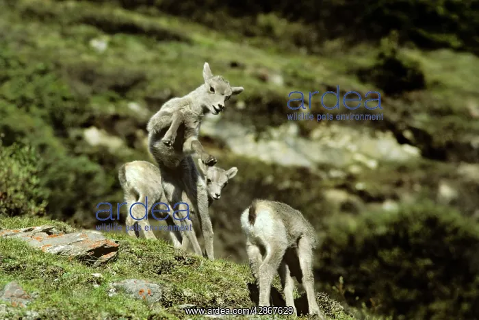 : Rocky Mountain Bighorn Sheep - young lambs playing : Rocky Mountain Bighorn Sheep - young lambs playing