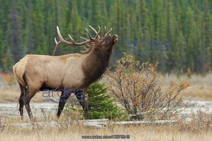  : Rocky Mountain bull elk