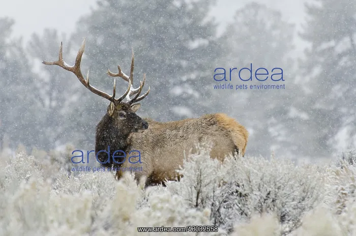 : Rocky Mountain bull Elk (Cervus canadensis nelsoni) : Rocky Mountain bull Elk (Cervus canadensis nelsoni)