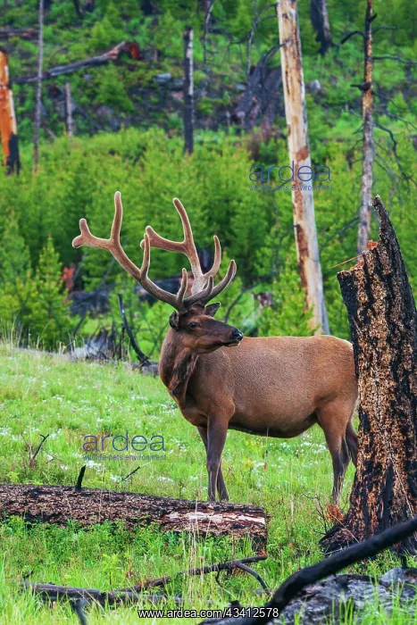 : Rocky Mountain bull elk, Spring time in the Rockies : Rocky Mountain bull elk, Spring time in the Rockies