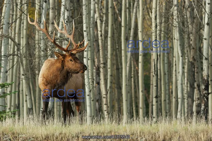 : Rocky Mountain bull elk, thick aspens : Rocky Mountain bull elk, thick aspens