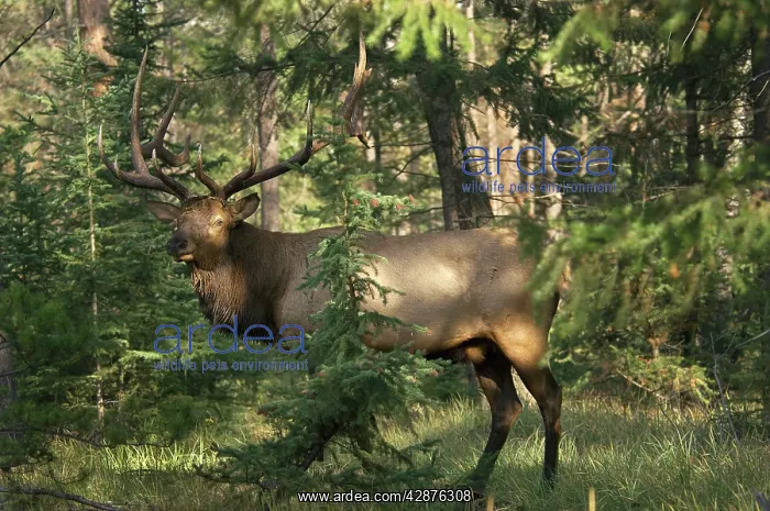: Rocky Mountain Elk : Rocky Mountain Elk