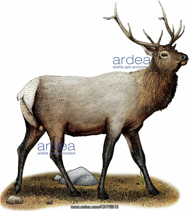 : Rocky mountain elk : Rocky mountain elk