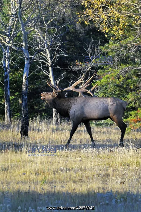 : Rocky Mountain Elk - bull bugling : Rocky Mountain Elk - bull bugling