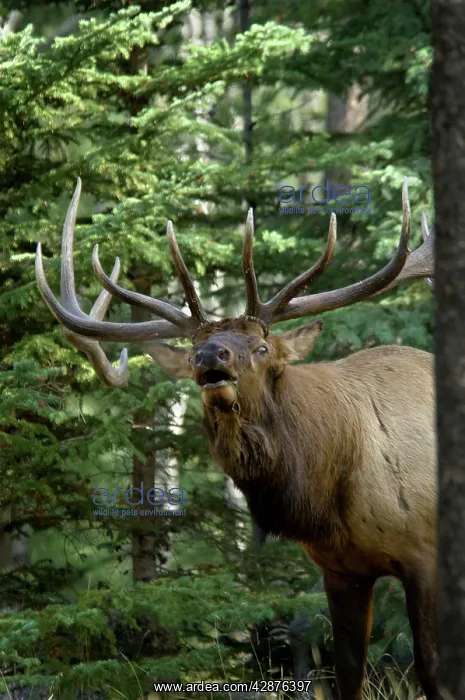 : Rocky Mountain Elk - bull bugling - Autumn : Rocky Mountain Elk - bull bugling - Autumn