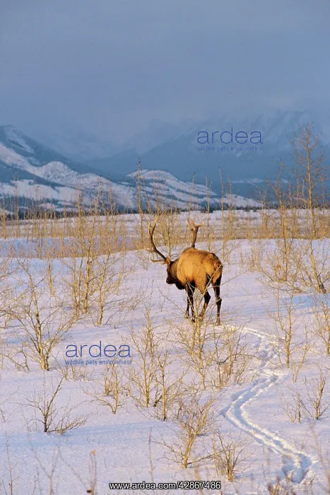 : Rocky Mountain Elk - Bull in evening, early winter : Rocky Mountain Elk - Bull in evening, early winter