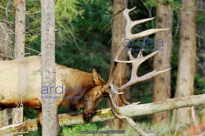 : Rocky Mountain Elk - bull rubbing / scraping fallen : Rocky Mountain Elk - bull rubbing / scraping fallen