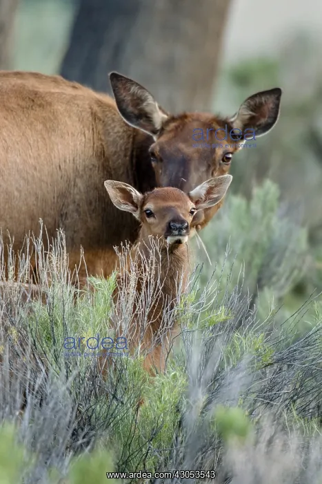 : Rocky Mountain Elk (Cervus canadensis nelsoni)--cow : Rocky Mountain Elk (Cervus canadensis nelsoni)--cow