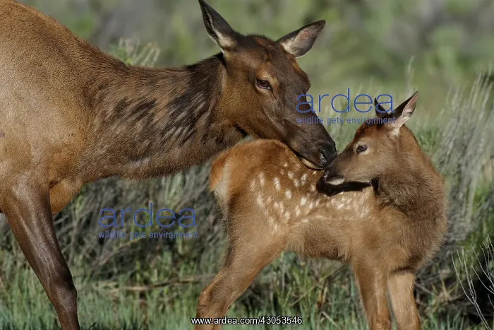 : Rocky Mountain Elk (Cervus canadensis nelsoni)--cow : Rocky Mountain Elk (Cervus canadensis nelsoni)--cow