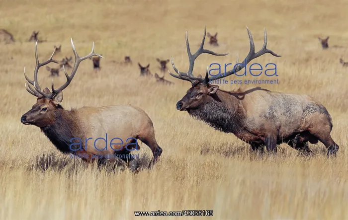  : Rocky Mountain elk Cervus canadensis nelsoni A subspec
