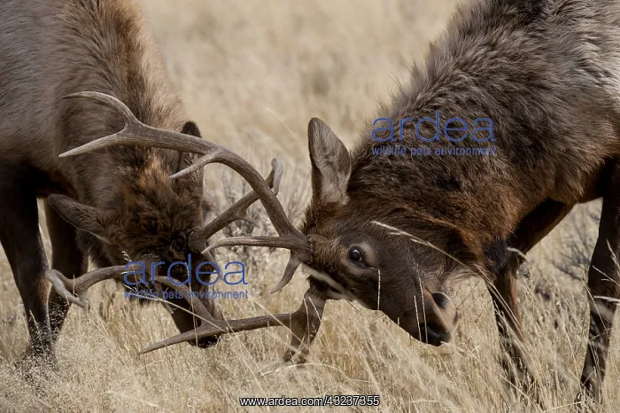 : Rocky Mountain Elk in grass - Close up of Rocky : Rocky Mountain Elk in grass - Close up of Rocky