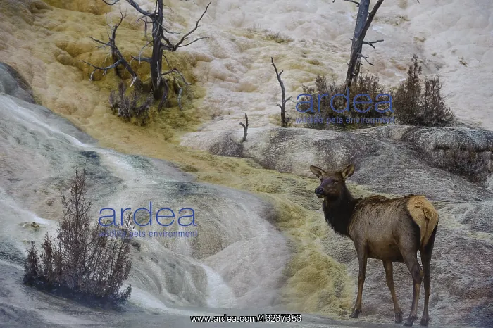 : Rocky Mountain Elk in grass - Rocky Mountain Elk : Rocky Mountain Elk in grass - Rocky Mountain Elk