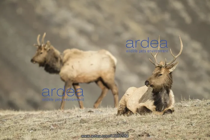 : Rocky Mountain Elk pair in grass - Rocky Mountain : Rocky Mountain Elk pair in grass - Rocky Mountain