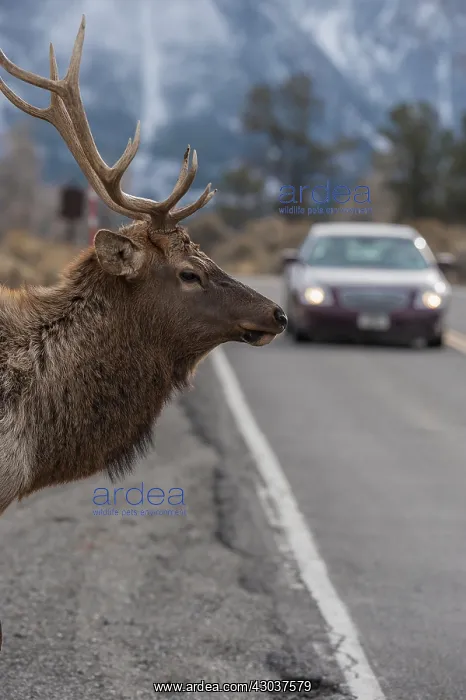 : Rocky Mountain Elk - Rocky Mountain Elk - North : Rocky Mountain Elk - Rocky Mountain Elk - North