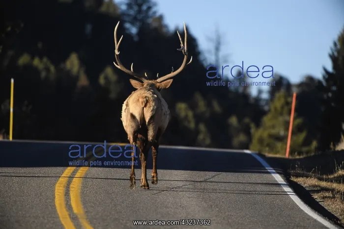 : Rocky Mountain Elk walking - Rocky Mountain Elk : Rocky Mountain Elk walking - Rocky Mountain Elk