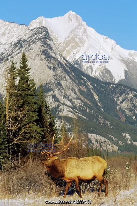 : Rocky Mountain Elk / Wapiti- Bull in Canadian Rockies : Rocky Mountain Elk / Wapiti- Bull in Canadian Rockies