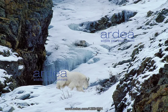 : Rocky Mountain Goat : Rocky Mountain Goat