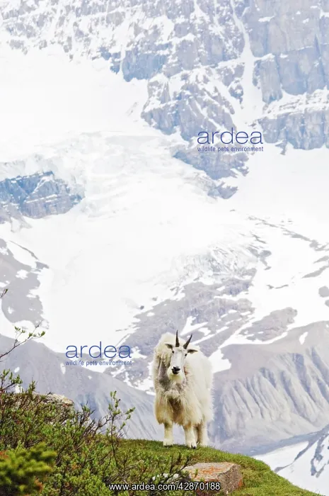 : Rocky Mountain Goat : Rocky Mountain Goat