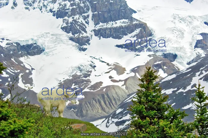: Rocky Mountain Goat : Rocky Mountain Goat