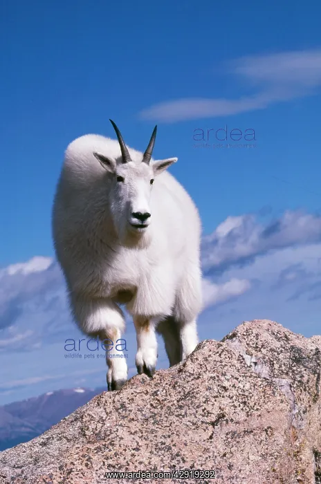 : Rocky Mountain Goat : Rocky Mountain Goat