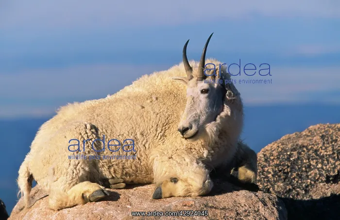 : Rocky Mountain Goat : Rocky Mountain Goat